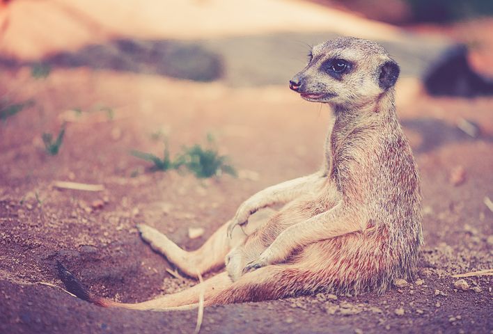 Meerkat in Desert