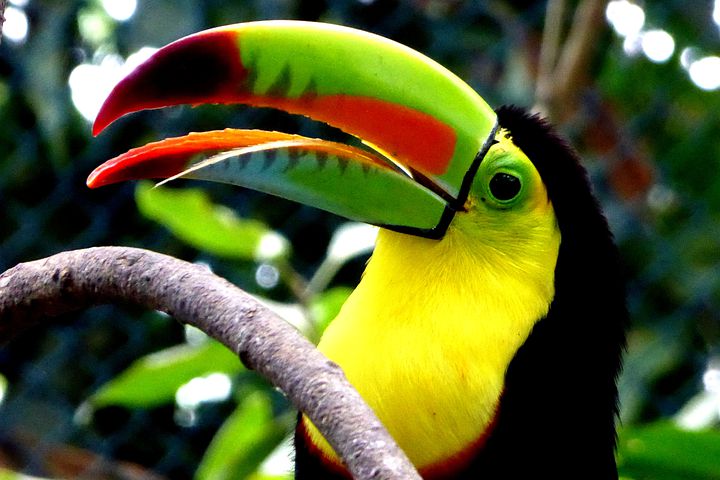 Toucan