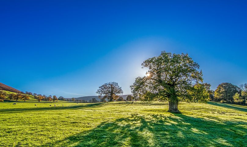Tree and Sun